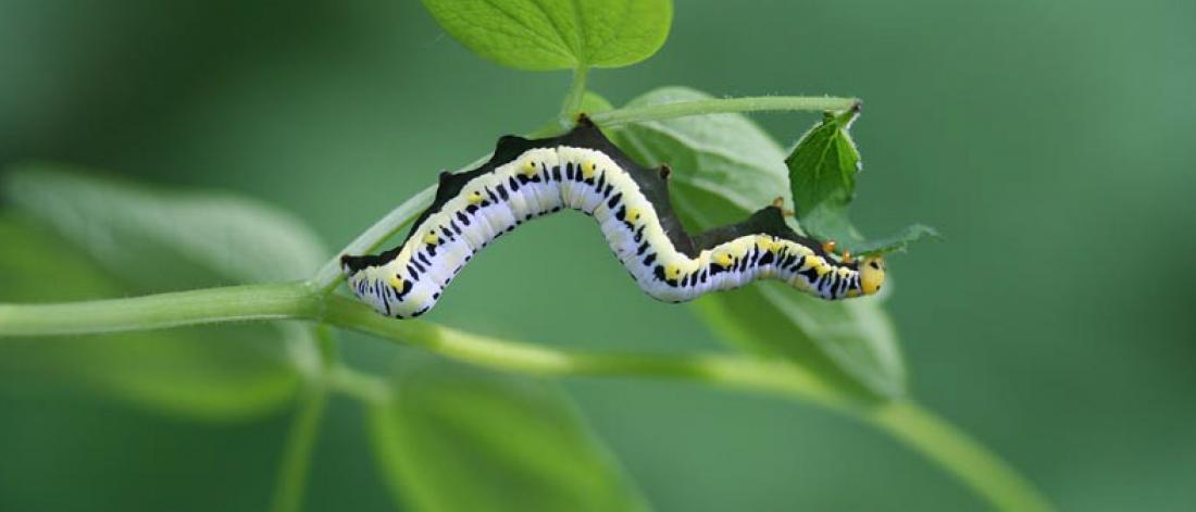 A caterpillar crawls on a plant.