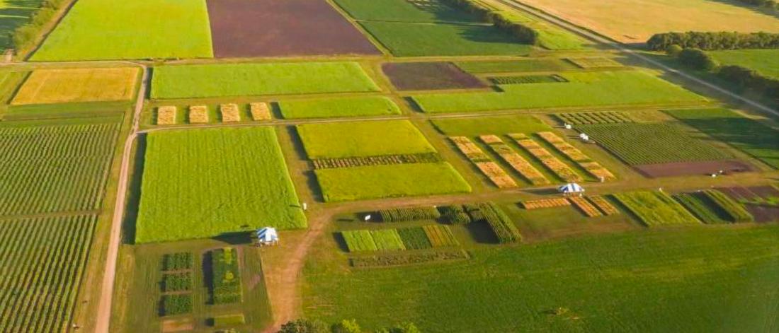 An aerial view of crops. 