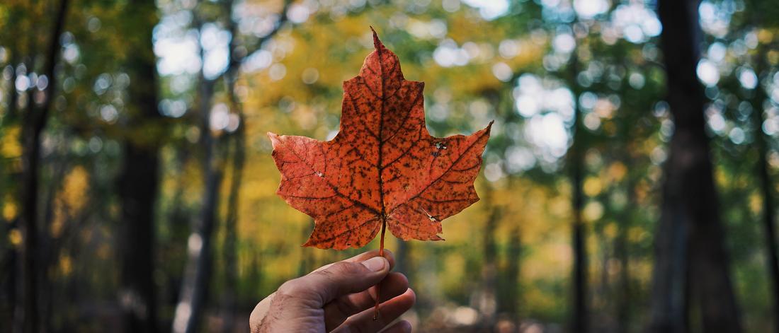 hand holding red maple leaf in front of green trees