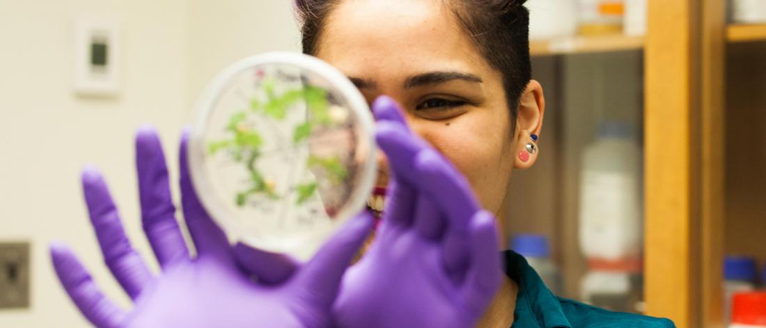 A smiling female student with meduim brown skin wearing purple gloves holds up a petri dish to closely look at it.