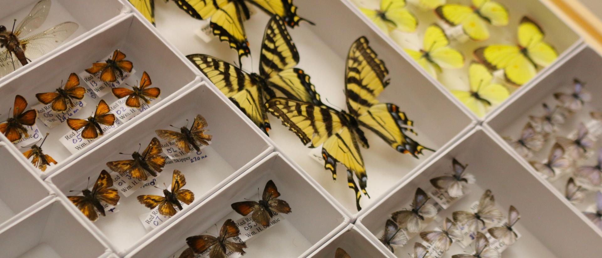 Entomology (PhD) | Explore UM | University of Manitoba