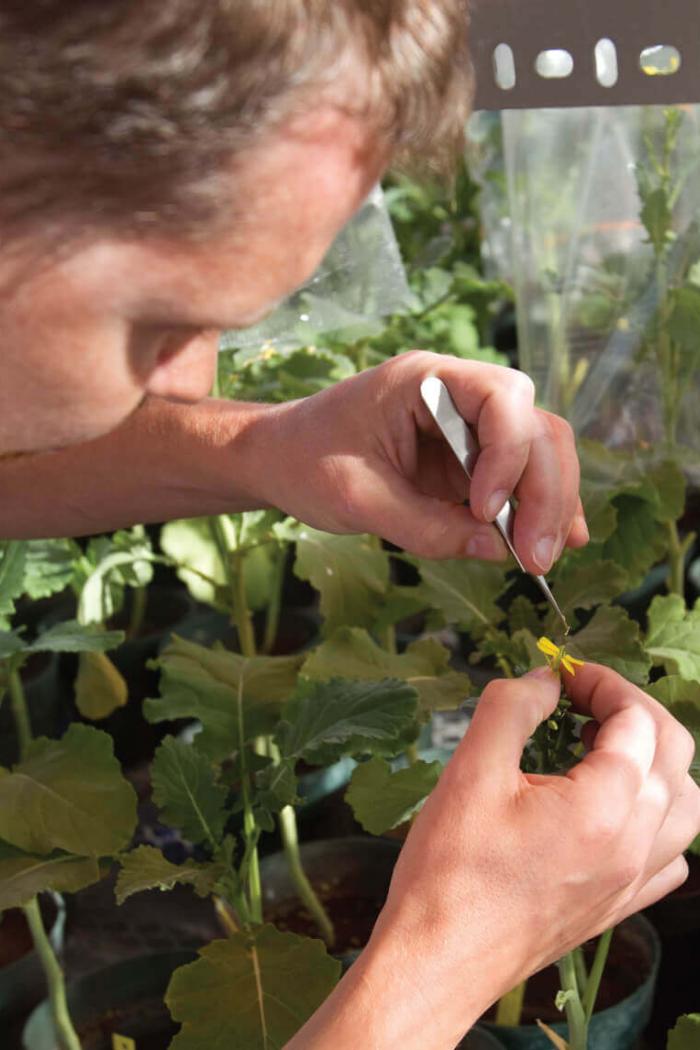 A student of the faculty of agricultural food and sciences closely inspects a canola plant.