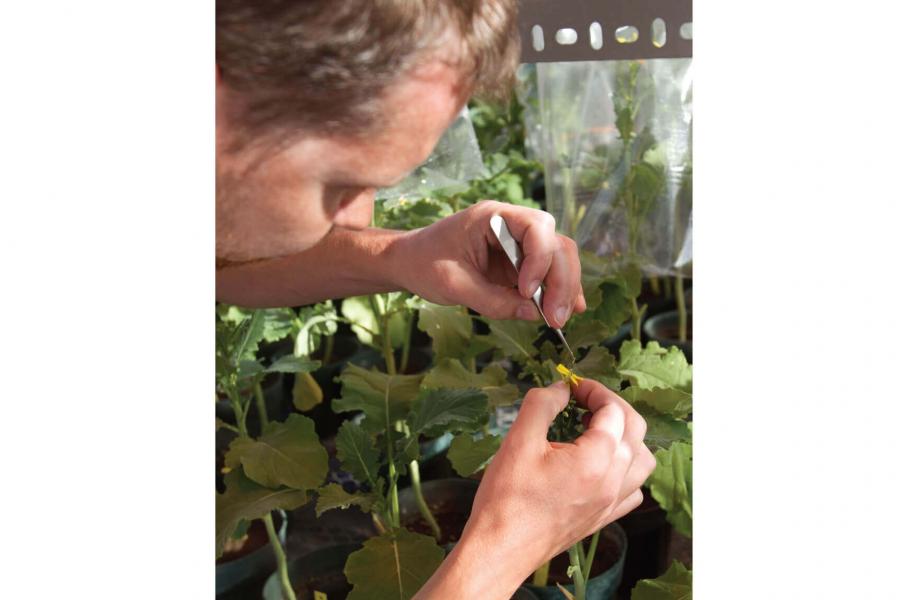 A student of the faculty of agricultural food and sciences closely inspects a canola plant.