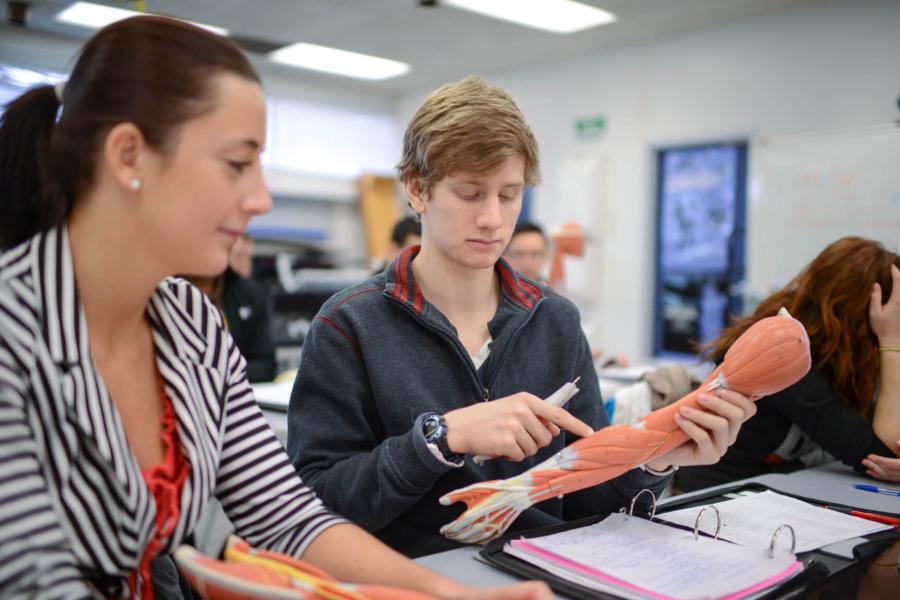 Two students seated together looking at a model of a human arm.