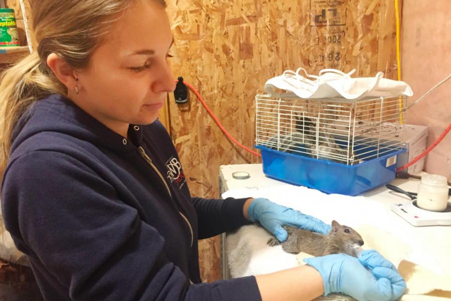 Tiffany Pastrick fed baby squirrels before during her co-op work day.