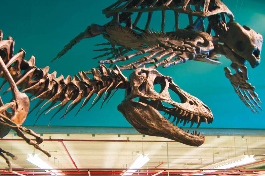 Two large skeletons of a turtle and dinosaur at the Riddell Faculty of Environment, Earth and resources.