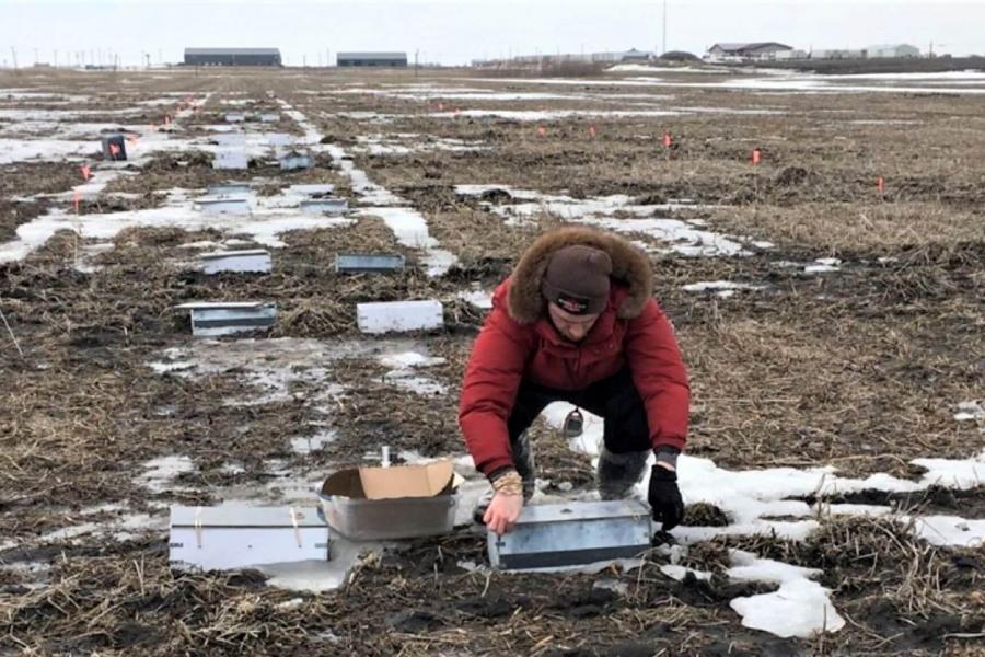 A researcher looks at soil samples in a field.