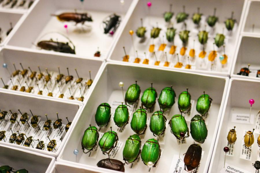 A display of various sizes and colours of beetle.