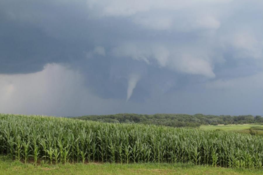 A tornado developing in the sky above a cornfield.