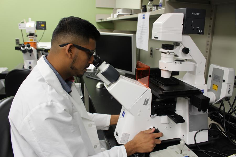 A lab worker looks at a sample under a microscope
