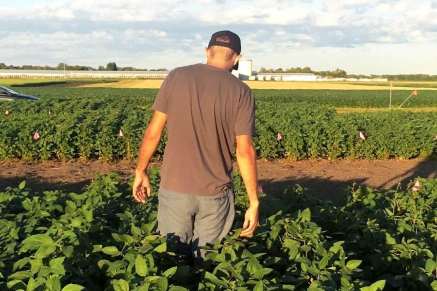 Student walks through a field of soybeans.