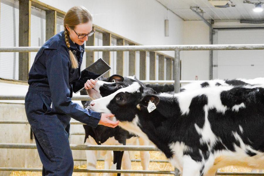 A student working in a barn examines a dairy calf.