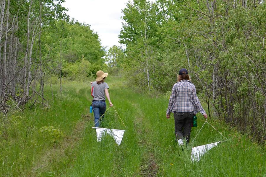 Entomology students drag a sheet to collect specimens.