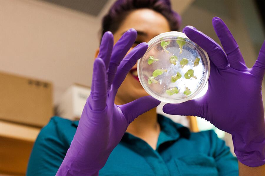 Student wearing purple gloves holding a petri dish with tiny sprouts.