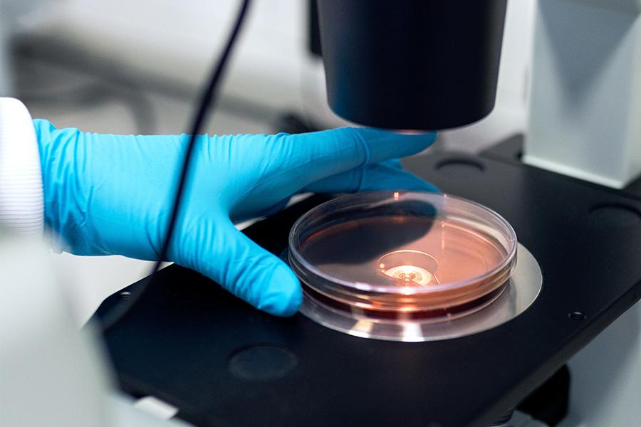 A blue gloved hand placing a petri dish under a microscope.