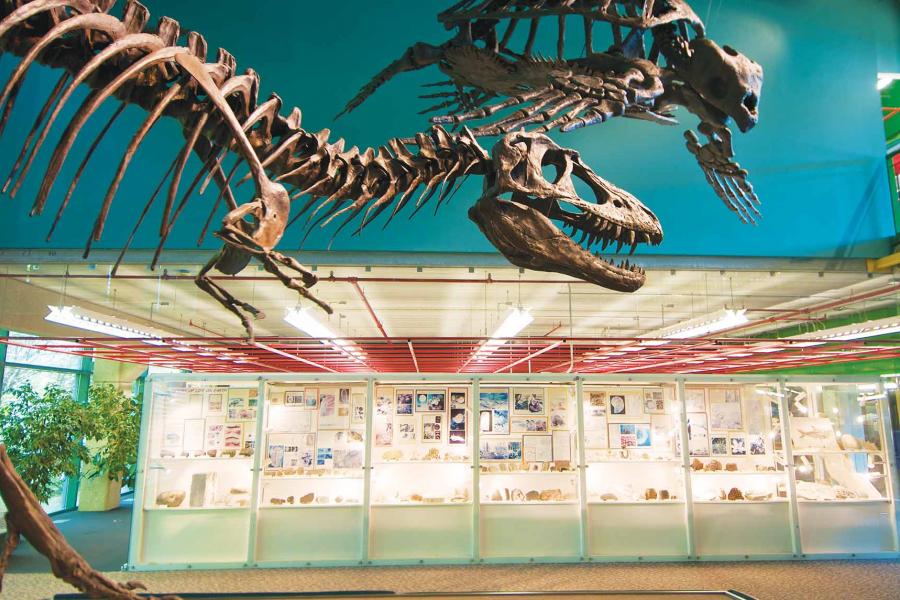 Two large dinosaur skeletons in the Ed Leith Cretaceous Menagerie, in front of a glass display case containing many fossils and mineral samples.