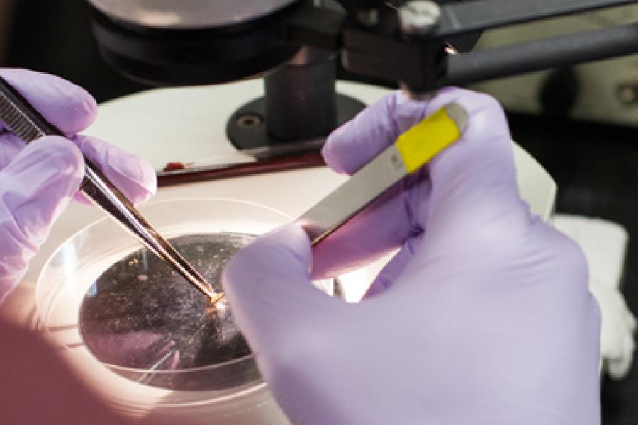 microbiology technician poking sample