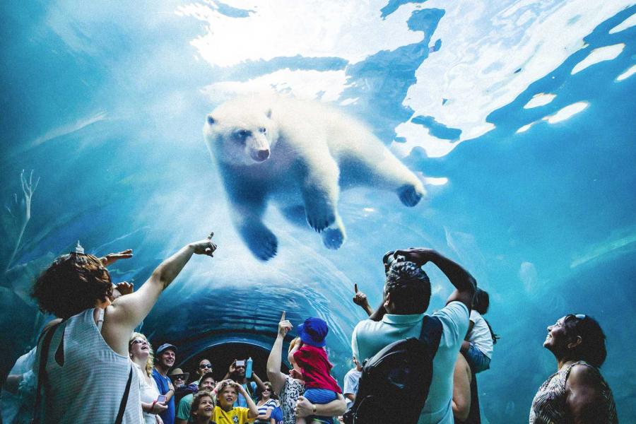 Visitors at the Assiniboine Park Zoo point at a Polar Bear swimming overhead in one of the viewing tunnels at the Journey to Churchill Exhibit.