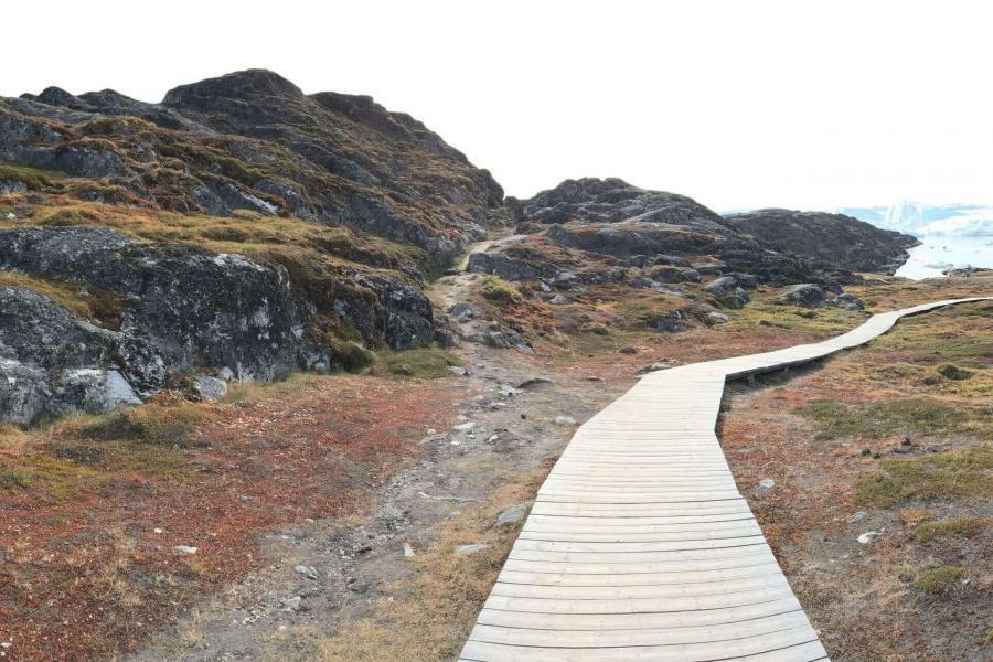 A boardwalk and footpath across mossy tundra diverge as they approach a bay full of icebergs.