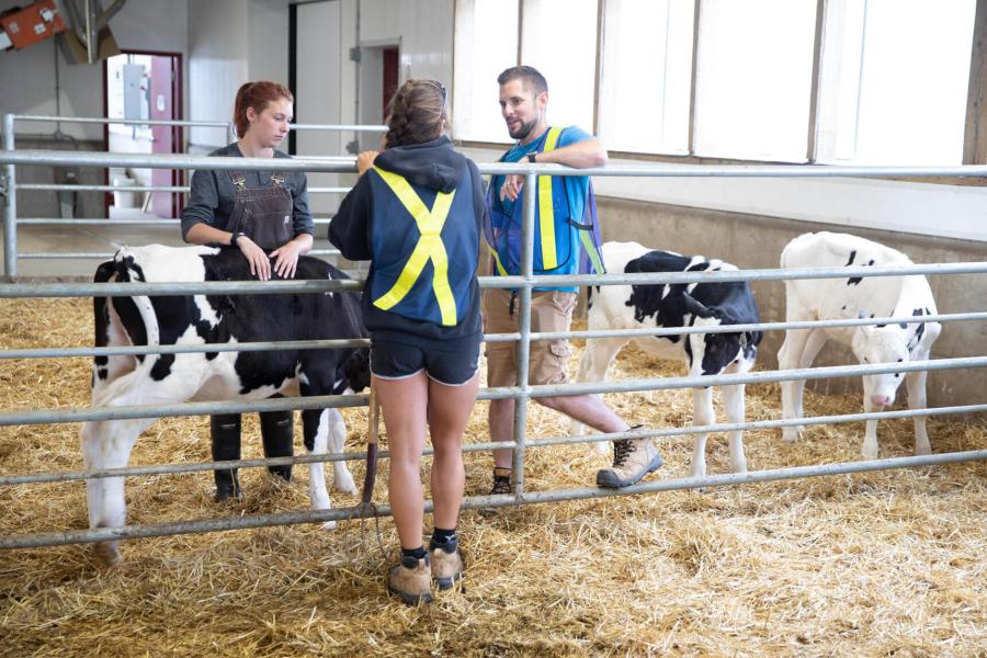 Three technicians stand with dairy calves in barn.