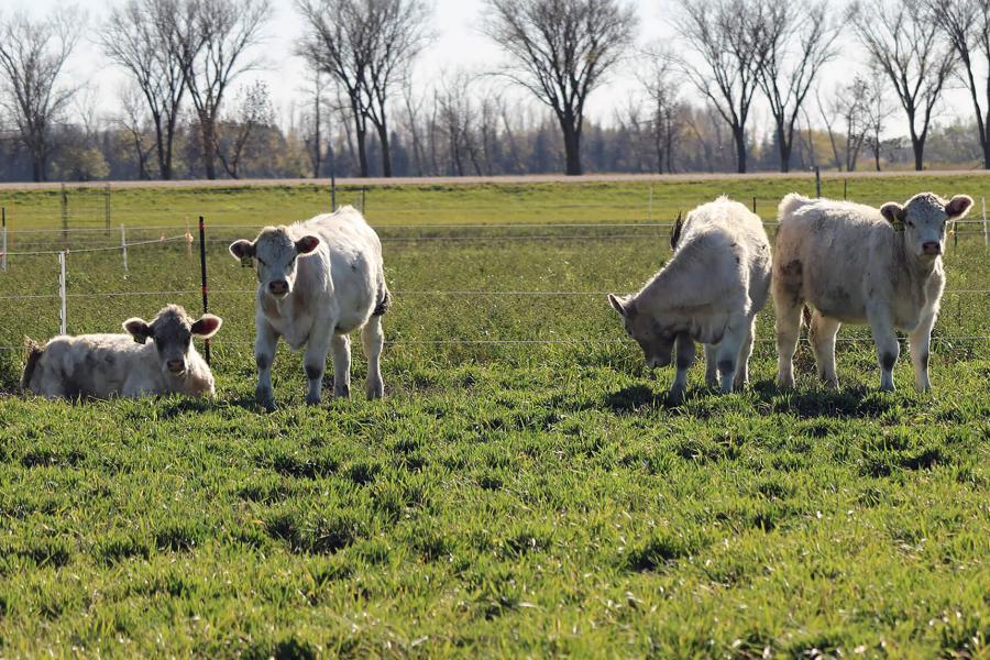 Several light colored cattle stand in a pasture.