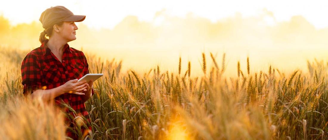 A female farmer is examining the wheat field while holding the tablet.