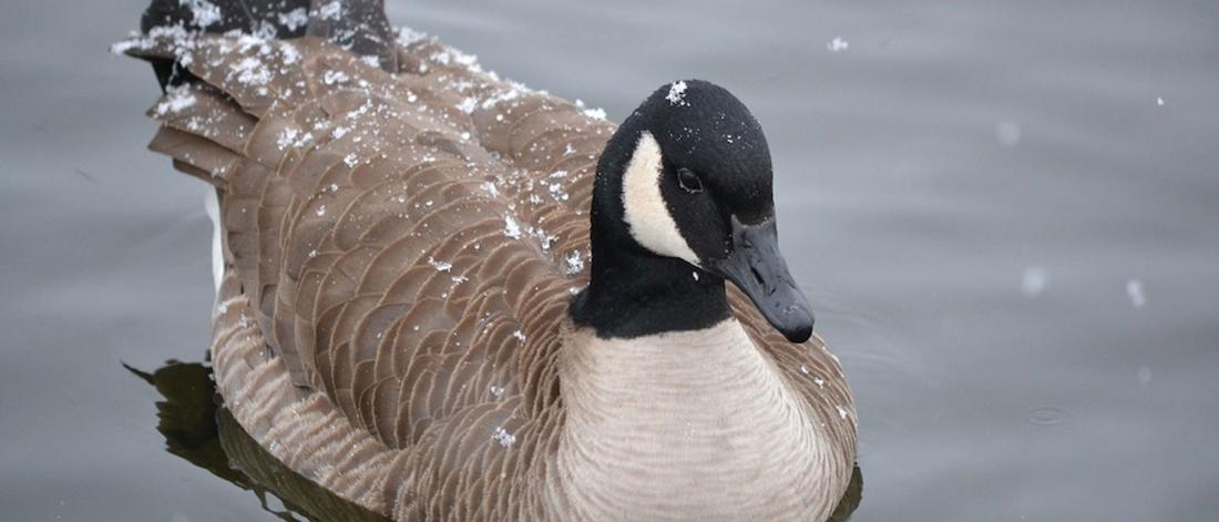 Canada goose swimming.
