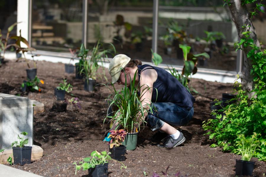 Planting flowers