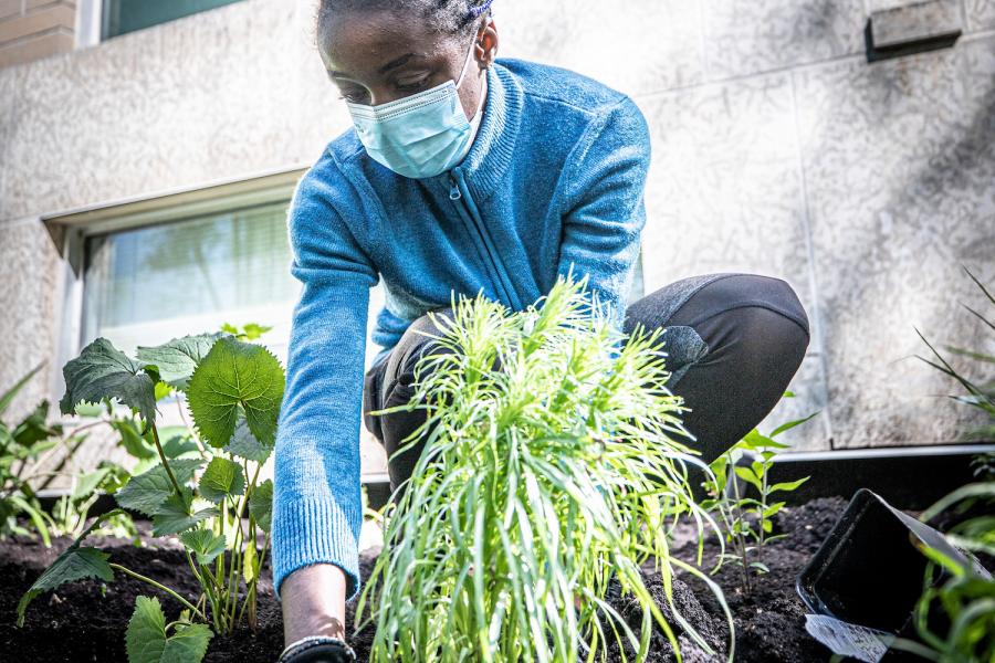 Person planting green plant in front of university building.