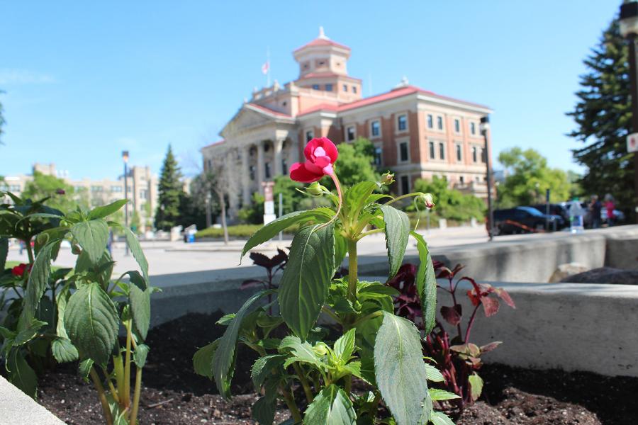 Flower with admin building in the background