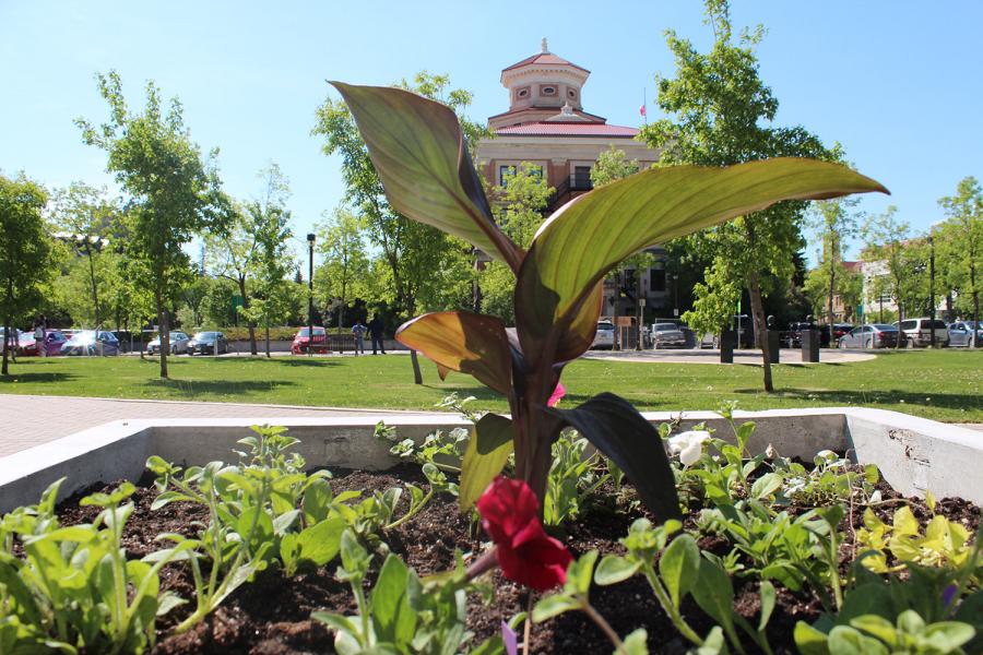 Flowers with Admin building in background