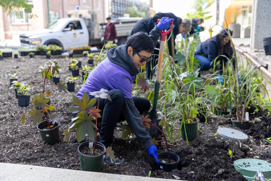 Planting in a flower bed at Bannatyne Campus Beautification Day