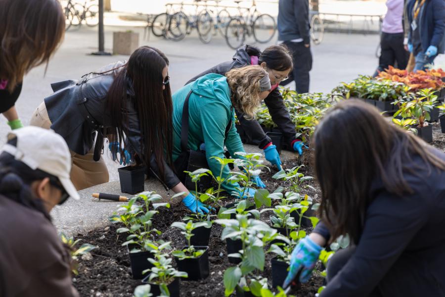 Staff Planting in a flower bed at Bannatyne campus