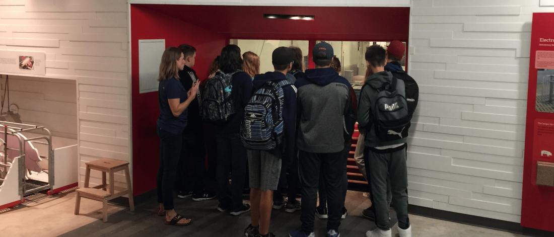 A group of 10 high school students looks in to the gestation zone window of the hog barn at FFDC.