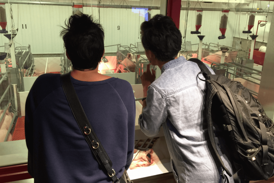 Two people look into the hog barn window to see the piglets that were just born. One person is wearing a dark blue sweater and the other is wearing a grey shirt, both have bags and short hair. 