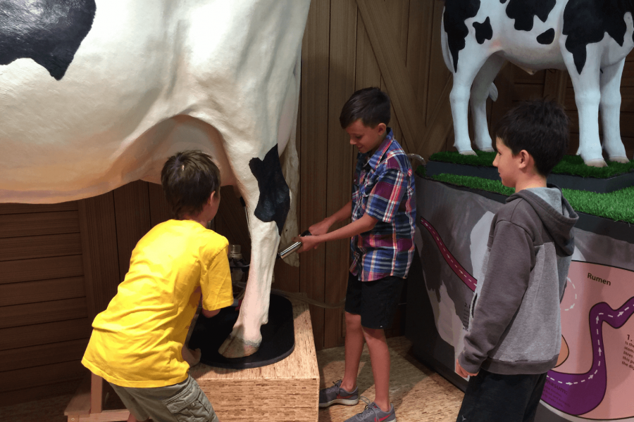 Three children are playing with the milking cow exhibit at FFDC. A child in a red and blue plaid shirt is holding one milker, a child in a yellow tshirt if holding another while the third child in a grey sweatshirt is watching. 