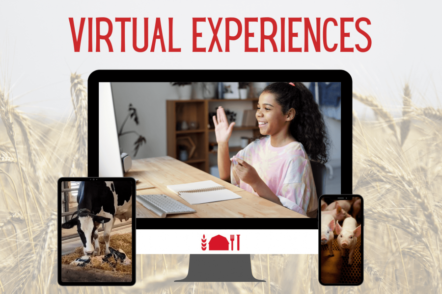 A student raises her hand during a lesson while at home displayed on a computer screen, a cow cleans a calf displayed on a tablet, piglets are displayed on a smartphone, all on a faded wheat field background. 