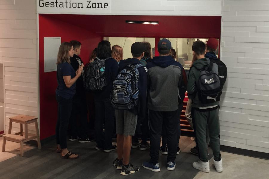 A group of 10 high school students looks in to the gestation zone window of the hog barn at FFDC.