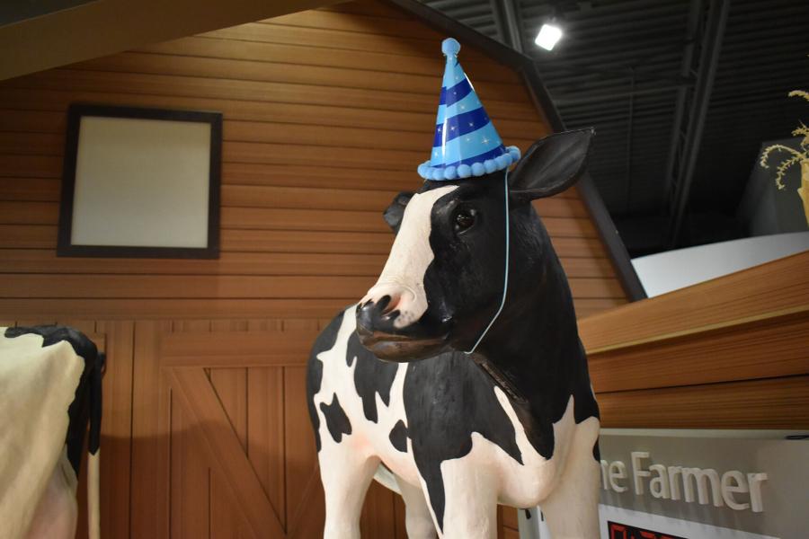 The birthday cow wears a party hat