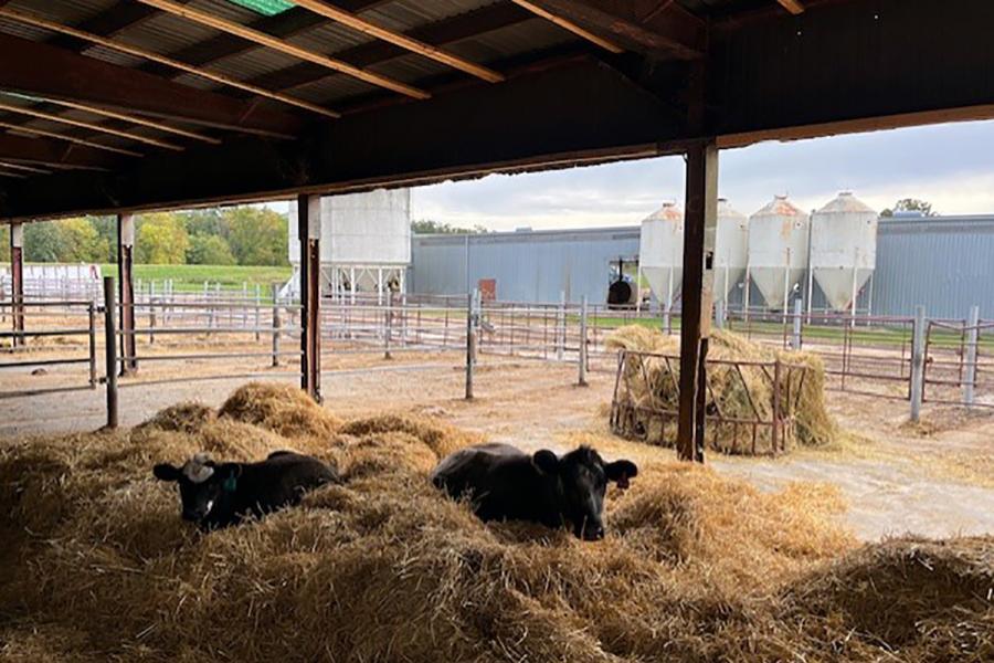 A cow and calf lay in piles of hay