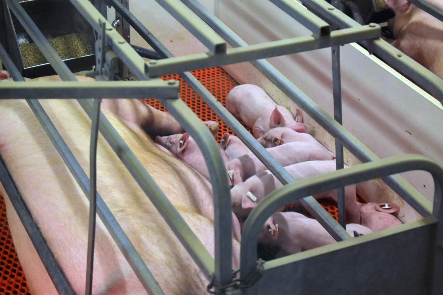 Piglets feed from their mother