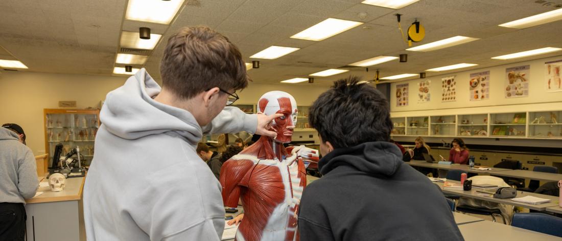 Two students study the features on a full-sized muscular system model.