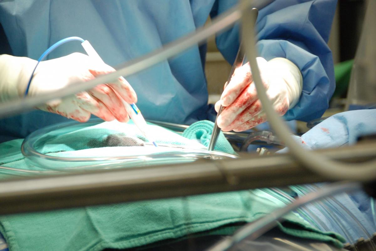 Csurgery Surgery (MSc) | Faculty of Graduate and Postdoctoral Studies ...