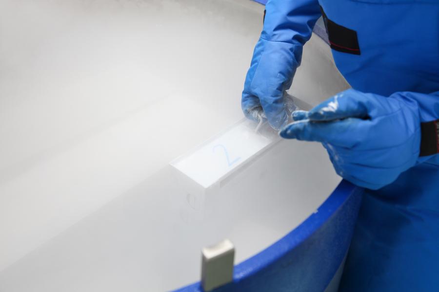 Researcher placing an item in a cryopreservation unit.