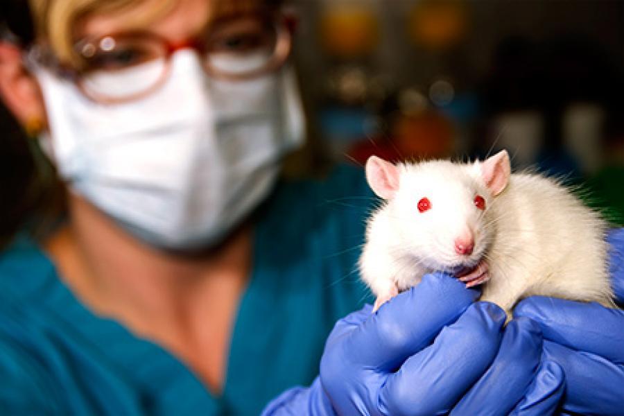 White rat with red eyes held by a researcher.