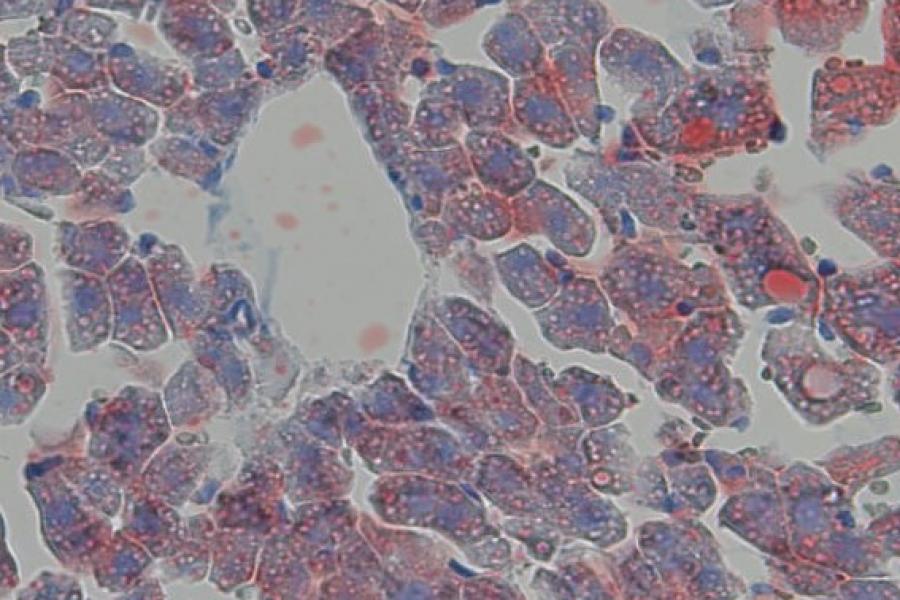 A close up of a slide with cells stained various bright coloursr.