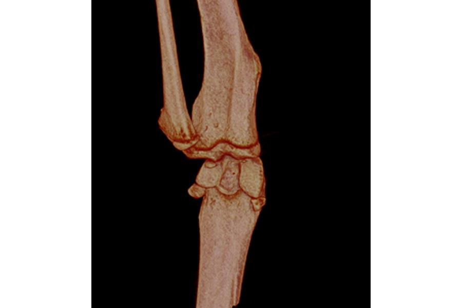 CT scan of a mouse knee.