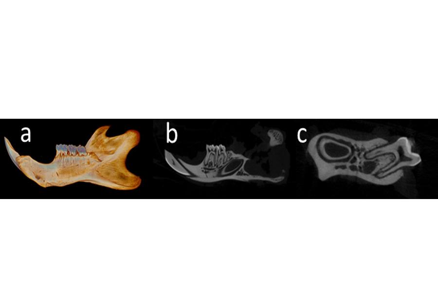 CT scan of a rat mandible. 
