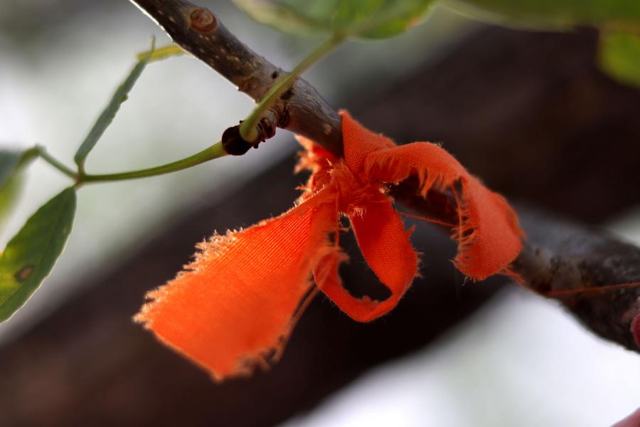 Image of a small orange ribbon tied to a tree branch.
