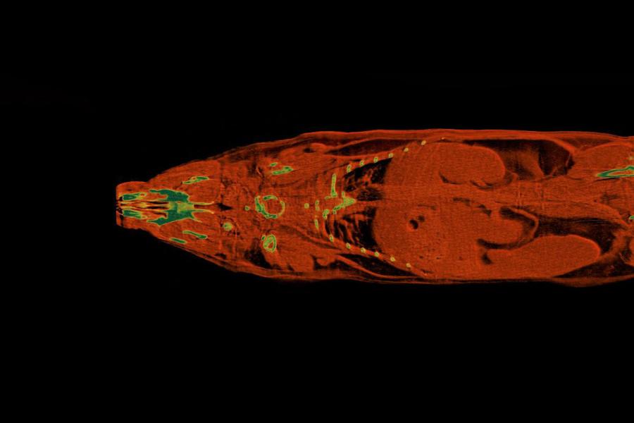 Scan of a rodent.